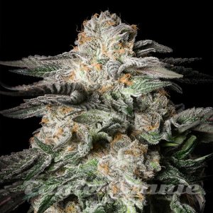 Mint Candy - SILENT SEEDS