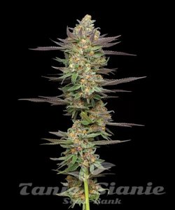 Mint Jelly Auto - HUMBOLDT SEED COMPANY