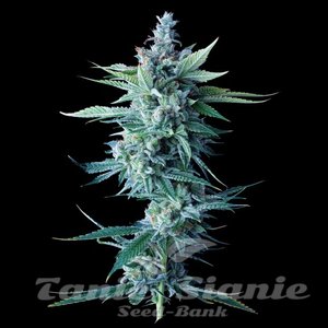 Miss DNA - DNA GENETICS