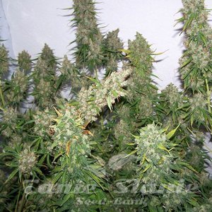Moby Dick Auto