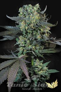 Nasiona Momo - PARADISE SEEDS