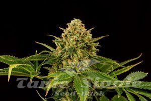 Nasiona Monkey Grease - KANNABIA SEED