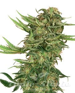 Nasiona N13 Kush - SENSI SEEDS