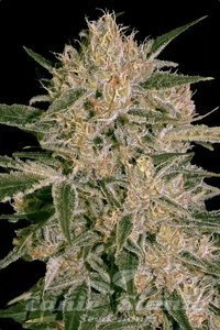 Nasiona Nebula II CBD - PARADISE SEEDS