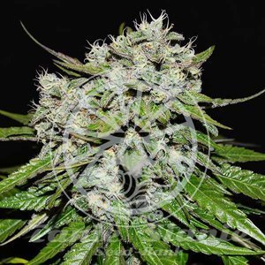 Nasiona Neville's Rose Auto - DELICIOUS SEEDS