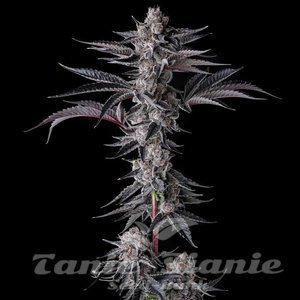 New Money - COMPOUND GENETICS