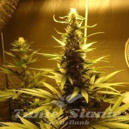 AK 48 - NIRVANA