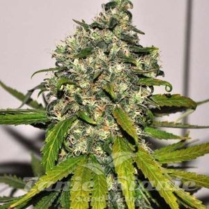 AK-48 Auto - NIRVANA