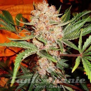 Bubblelicious Auto - NIRVANA