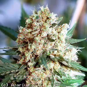 Northern Light Auto - NIRVANA
