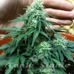 Short Rider Auto - NIRVANA