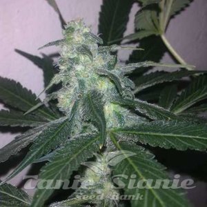 Swiss Cheese Auto - NIRVANA