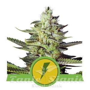 Nasiona North Thunderfuck Auto - ROYAL QUEEN SEEDS