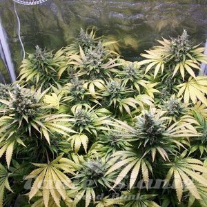 ! Northern Light Auto