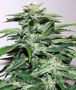 Northern Light Auto - BIOGENETIC