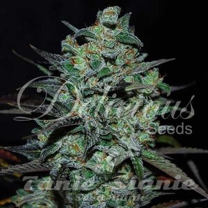 Nasiona Northern Light Blue THC-FREE - DELICIOUS SEEDS