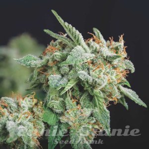 Nasiona Northern Lights x Runtz - PYRAMID SEEDS