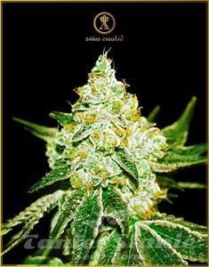 Northern Sky Auto - ANACONDA SEEDS