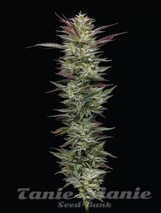 Notorious THC - HUMBOLDT SEED COMPANY