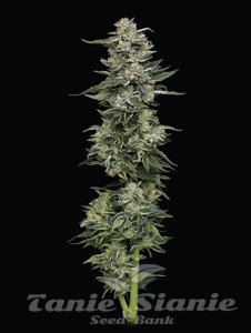 Nutter Budder - HUMBOLDT SEED COMPANY