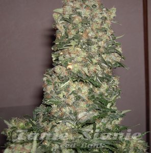 NYC Diesel Auto - BIOGENETIC