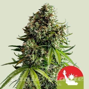 NYC Sour D Auto - ROYAL QUEEN SEEDS