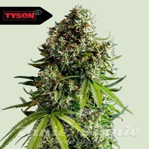 NYC Sour D Auto - ROYAL QUEEN SEEDS X TYSON 2.0