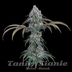 Ocifer - BROTHERS GRIMM SEEDS