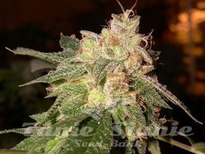 OG Kush Auto 1+1