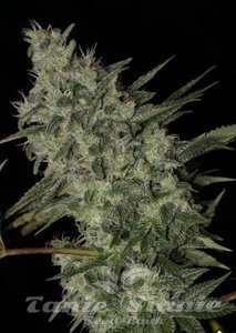 OG Kush Auto - BIOGENETIC