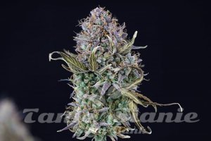 Nasiona OG Kush Auto - SEEDSMAN