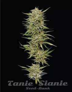 OG Kush - HUMBOLDT SEED COMPANY