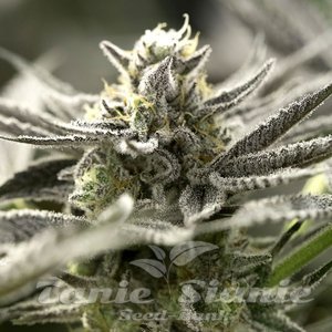 OGKZ Auto - HUMBOLDT SEED ORGANIZATION