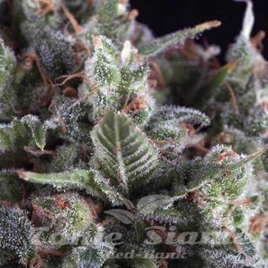 Nasiona Olympia Auto - PYRAMID SEEDS
