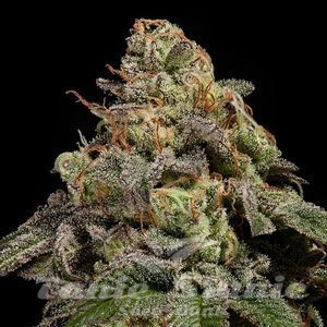 Nasiona OMG - RIPPER SEEDS