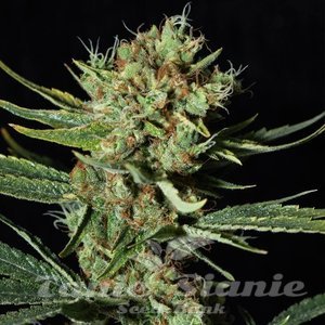 Only CBD - EVA SEEDS