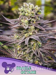 Oracle Octane - ANESIA SEEDS