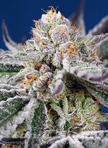 Orange Apricot Glue XL Auto - SWEET SEEDS