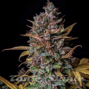Orange Biscuits Auto - MEPHISTO GENETICS