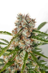 Orange Bud Auto - BIOGENETIC
