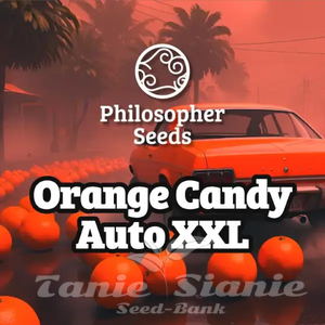Orange Candy Auto XXL - PHILOSOPHER SEEDS