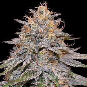 Orange Frappe - G13 LABS