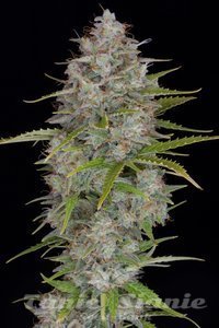 Orange Sherbert Auto - BIOGENETIC