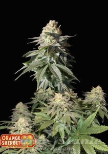 Orange Sherbet FAST - FASTBUDS