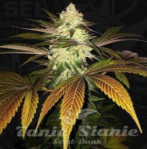 Orangesicle - T.H. SEEDS