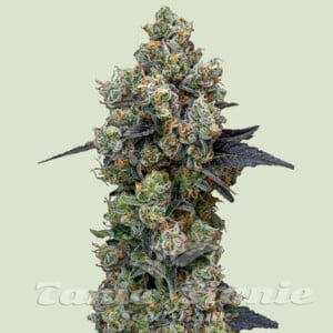 Orbital Banana F1 Hybryda - ROYAL QUEEN SEEDS