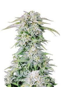 Nasiona Original Afghan Kush Auto - FASTBUDS