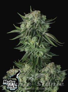 Original Auto Moby Dick - FASTBUDS