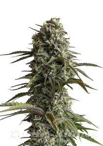 Original Auto Skunk - FASTBUDS