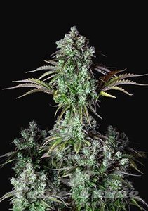 Original Big Bud Auto - FASTBUDS
